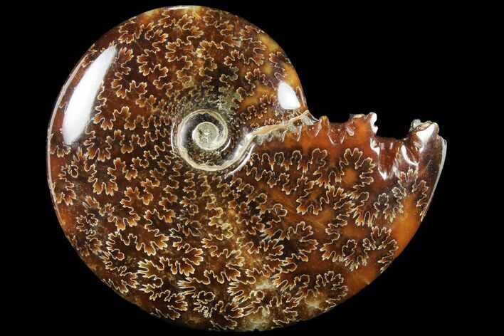 Polished, Agatized Ammonite (Cleoniceras) - Madagascar #94266